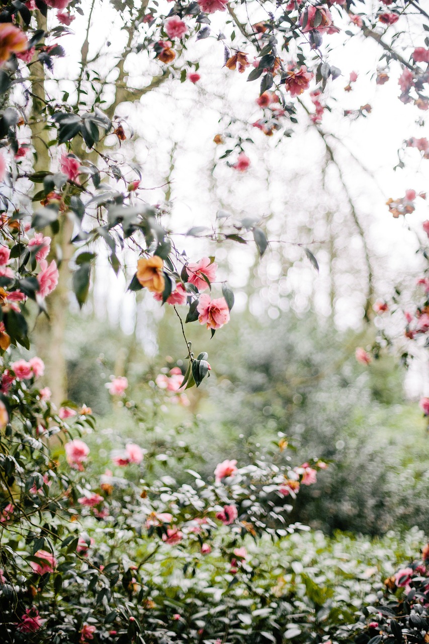 flowers colorful display free photo