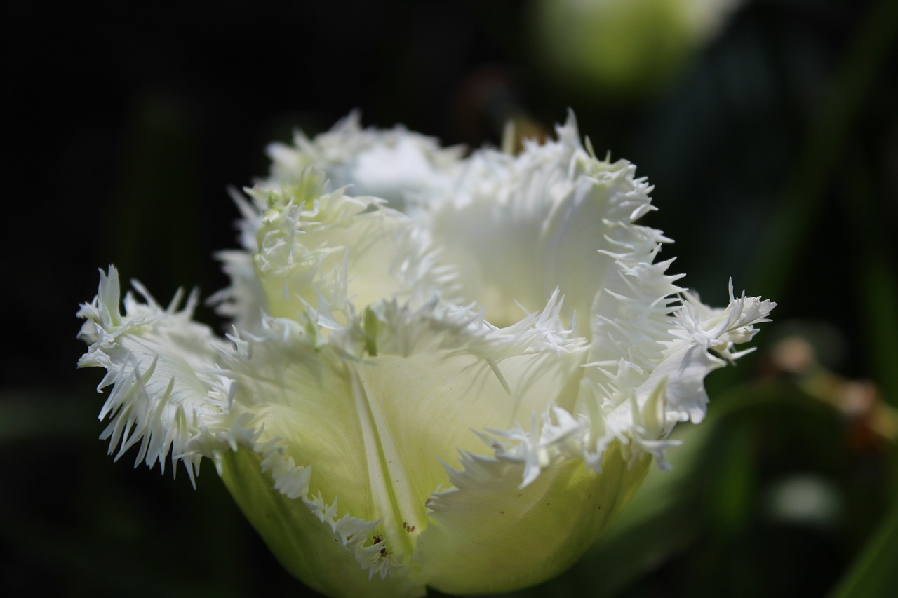 flowers tulips white free photo