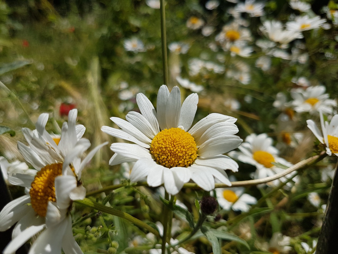 flowers daisy nature free photo