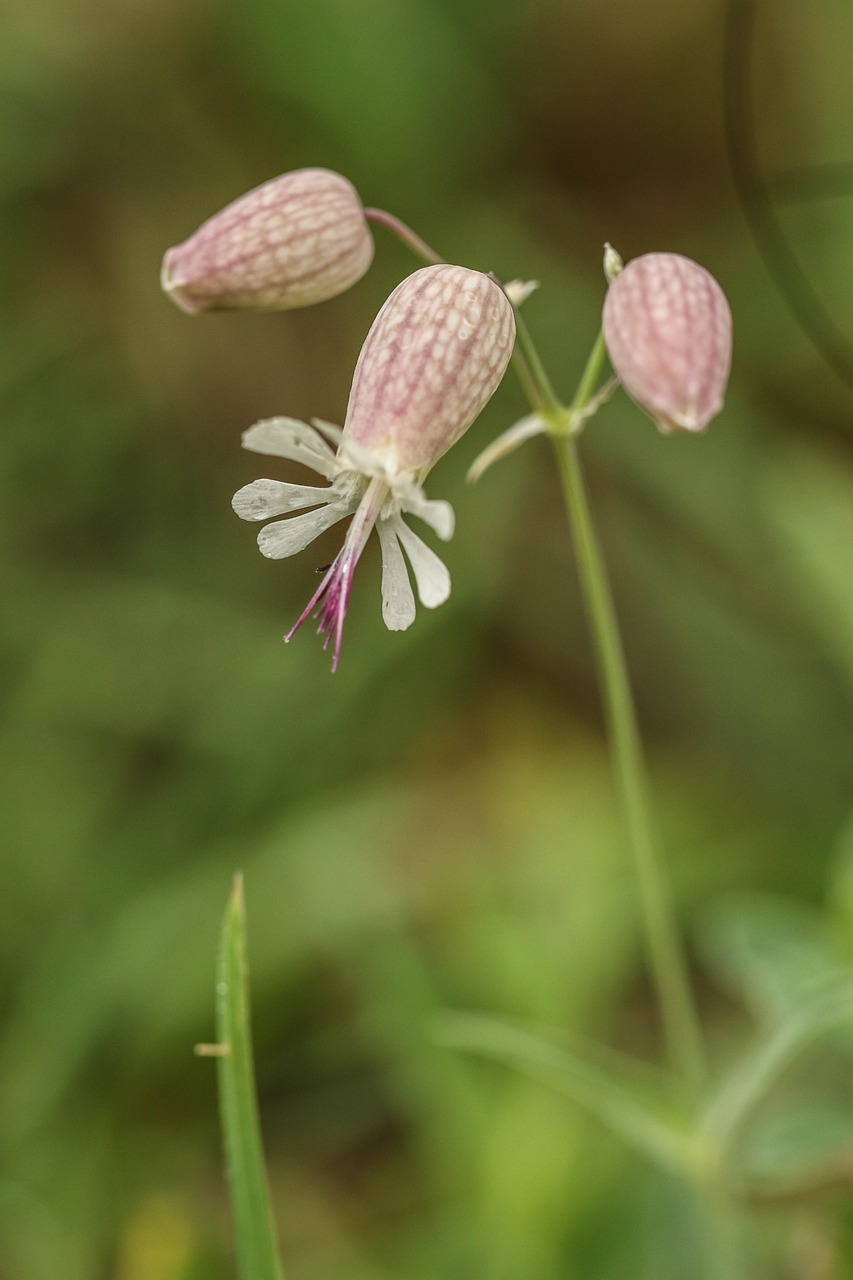 flowers wild flower summer flower free photo