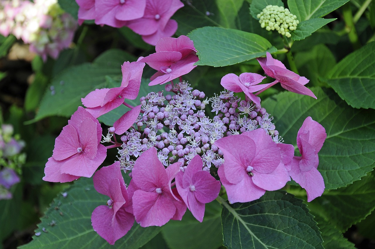 flowers colorful park free photo