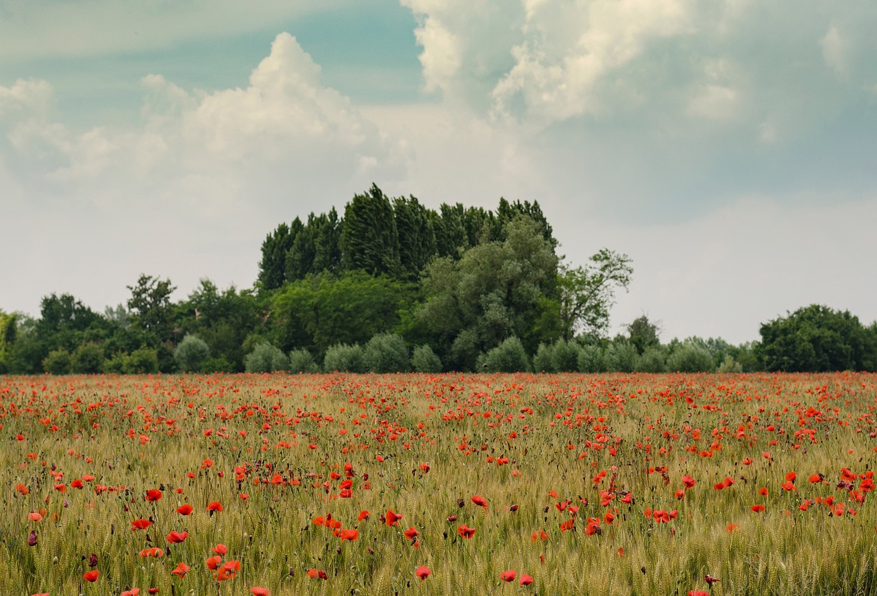 flowers trees plant free photo