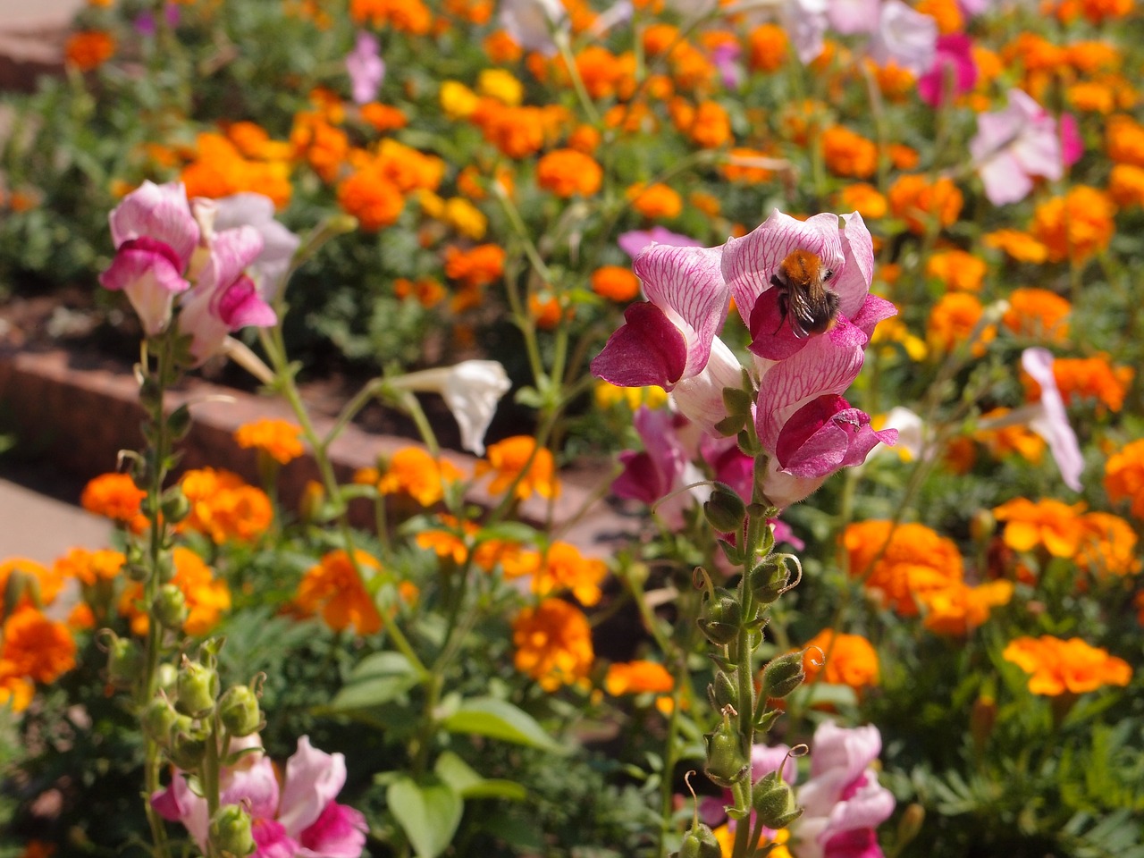 flowers flower bed snapdragons free photo