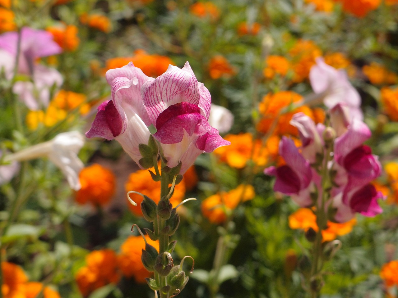 flowers flower bed snapdragons free photo