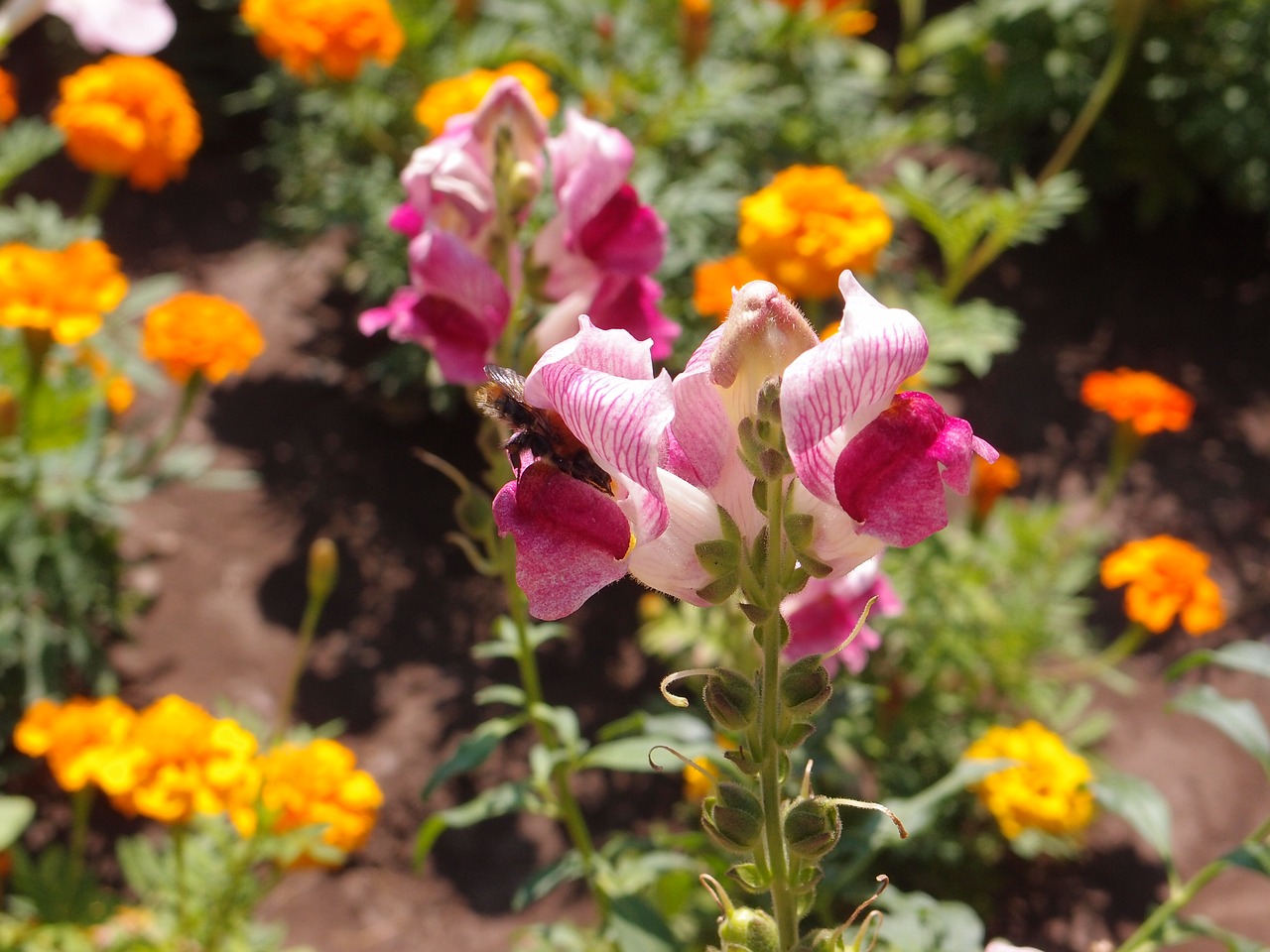 flowers flower bed snapdragons free photo