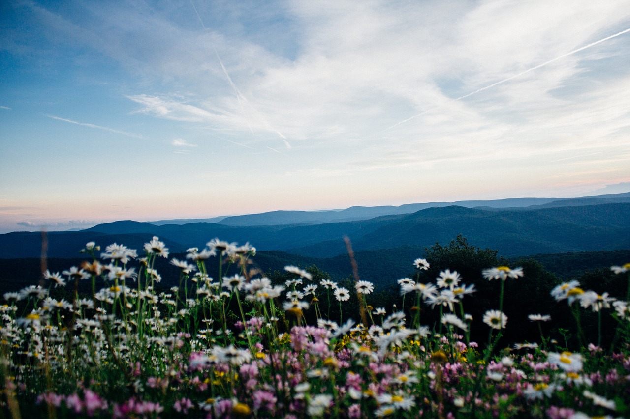 flowers field garden free photo