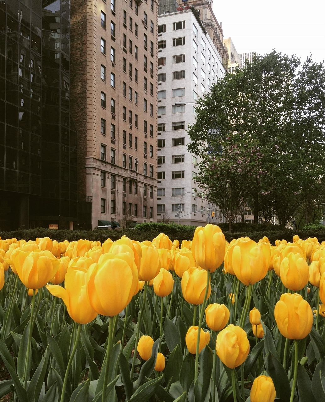 flowers yellow petals free photo