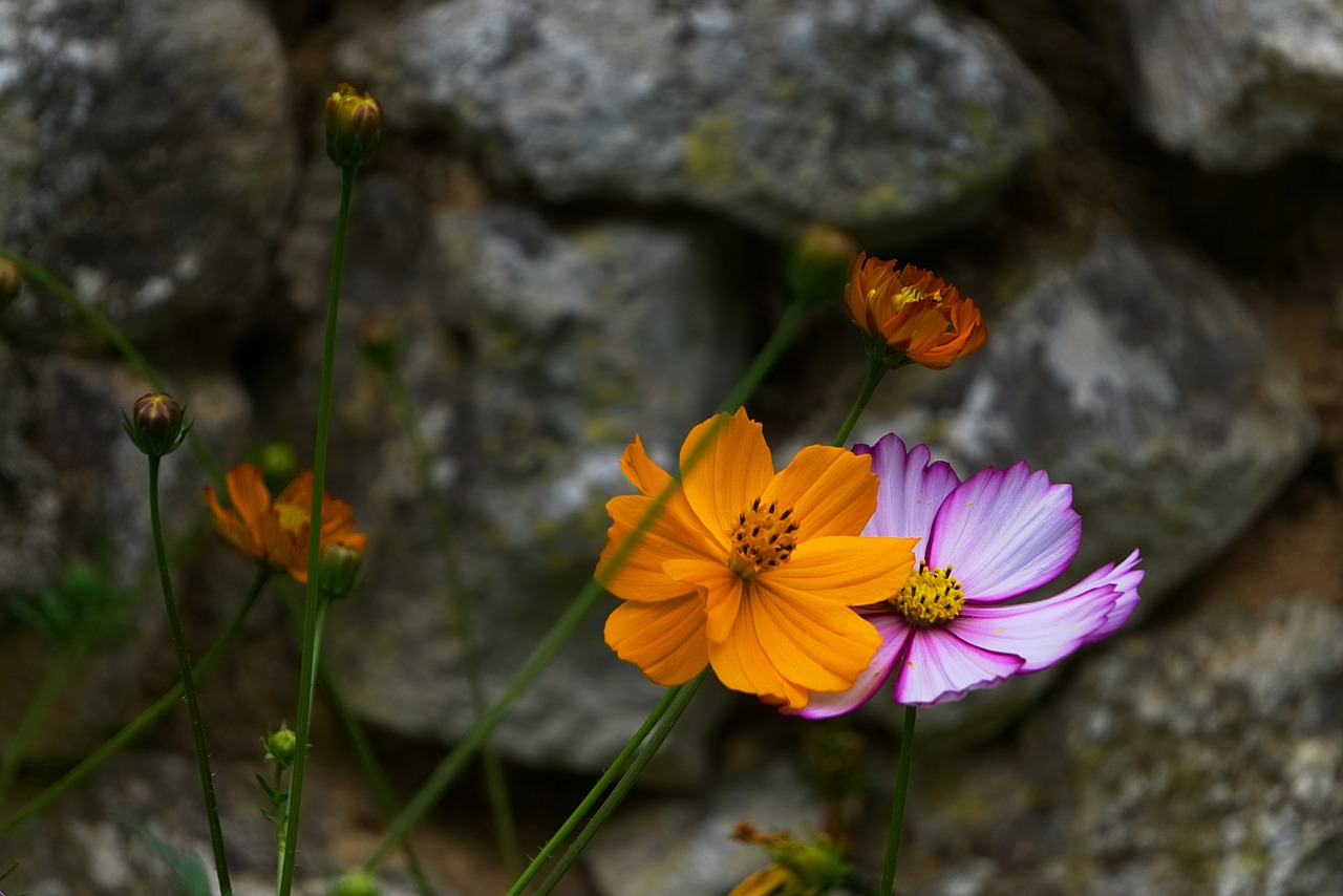 flowers garden summer flowers free photo