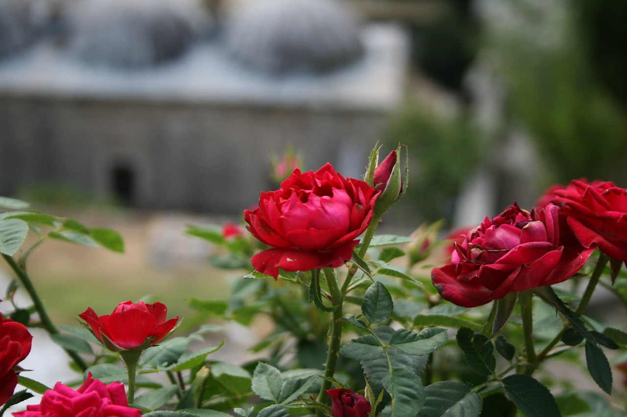 flowers hercegovina balkans free photo
