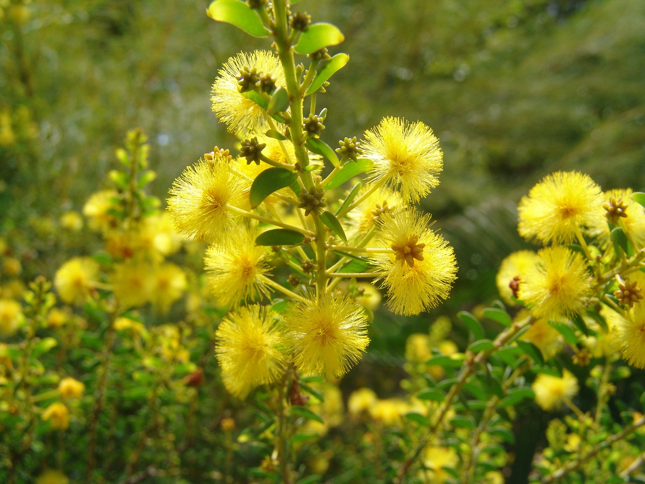 flowers tropical color free photo