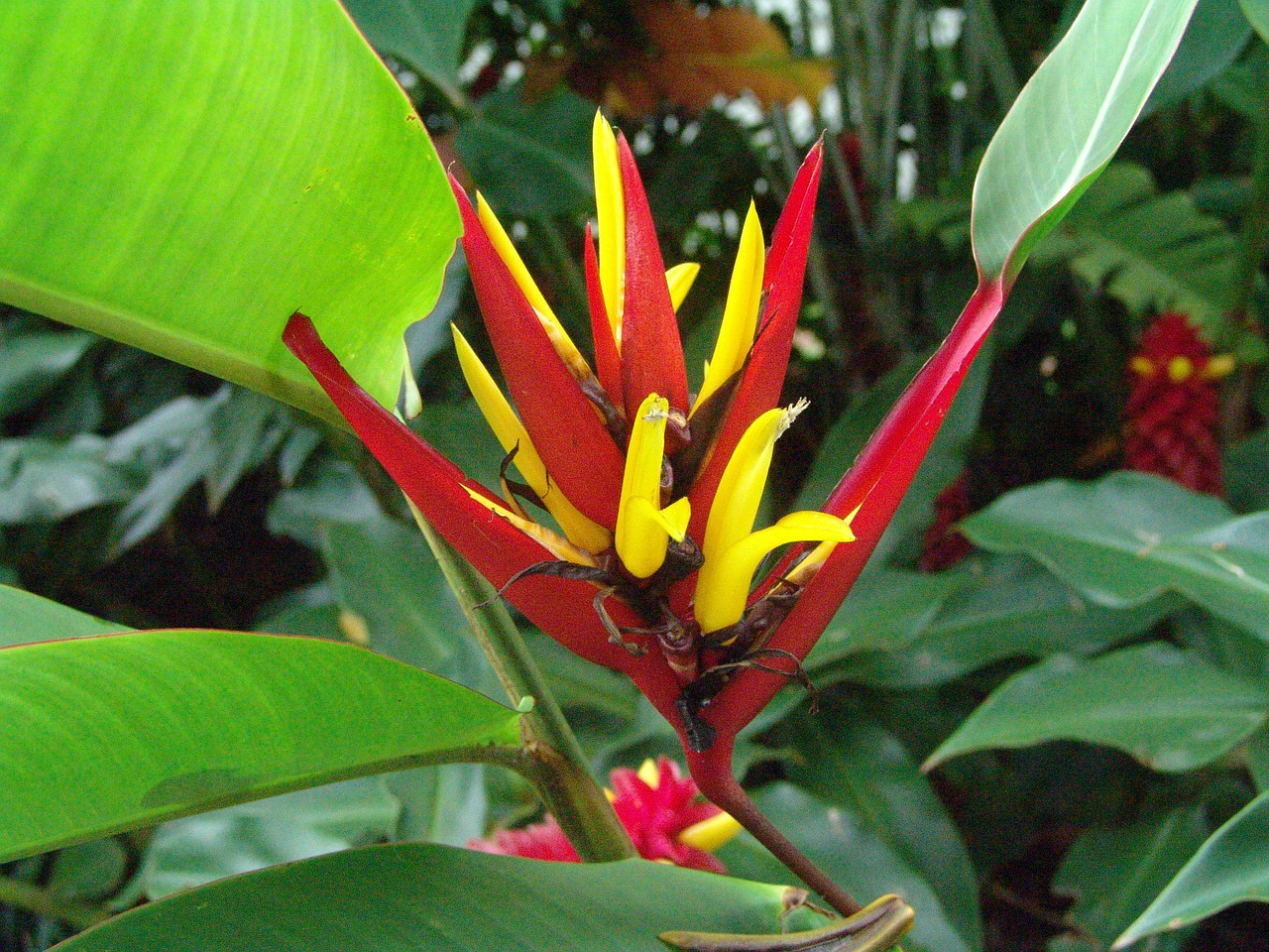 flowers tropical color free photo