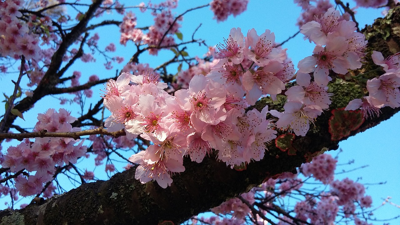 flowers sakura cherry free photo