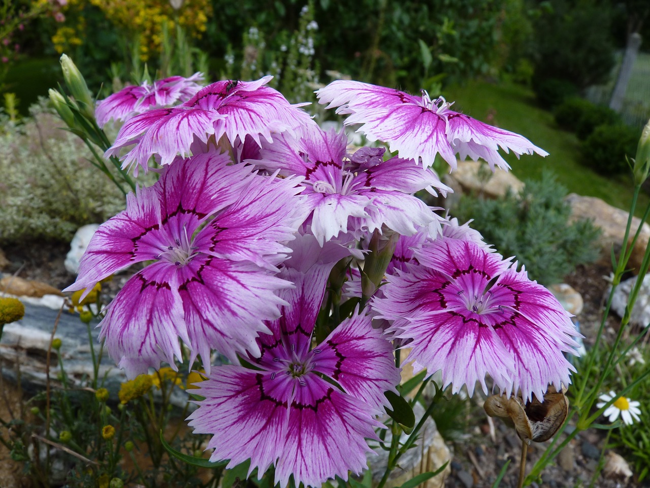 flowers carnation pink free photo