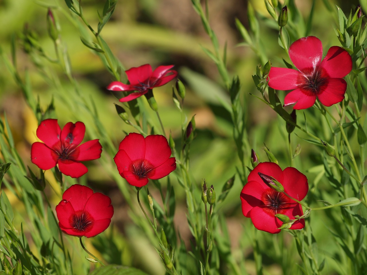 flowers nature summer flower free photo