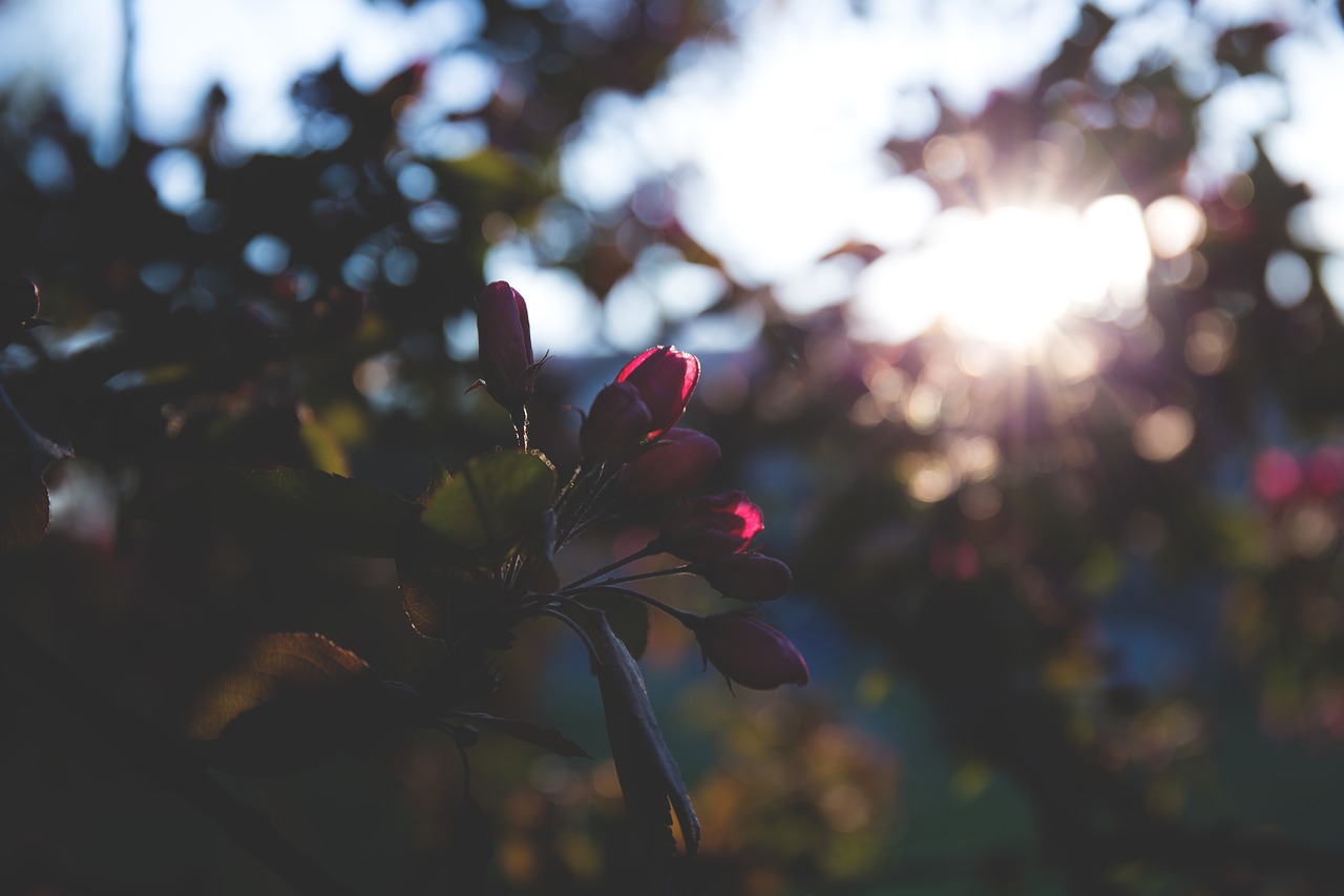 flowers nature blossoms free photo