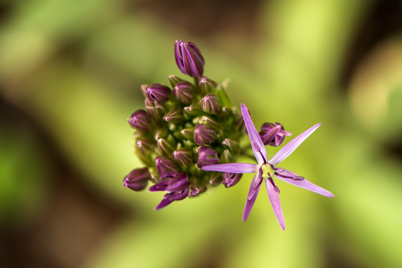 flowers nature blossoms free photo