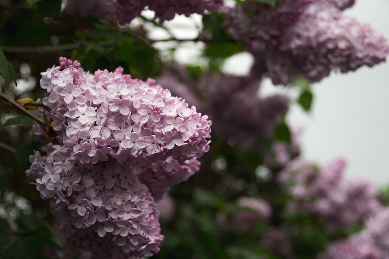 flowers nature blossoms free photo