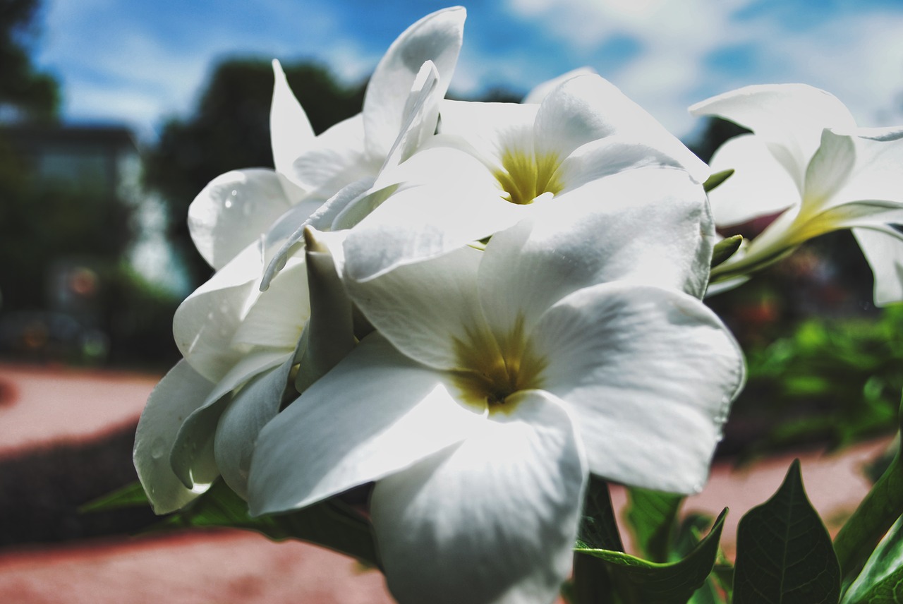 flowers nature blossoms free photo