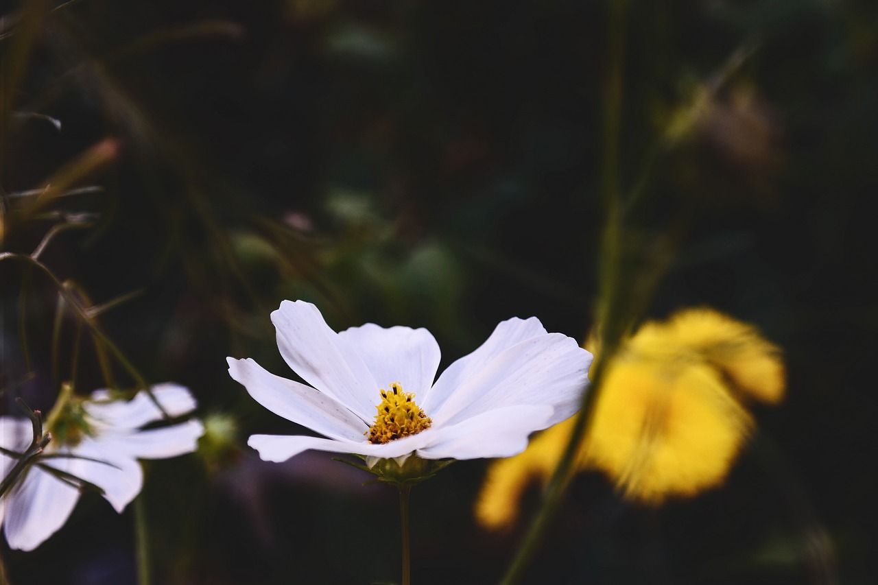 flowers nature blossoms free photo