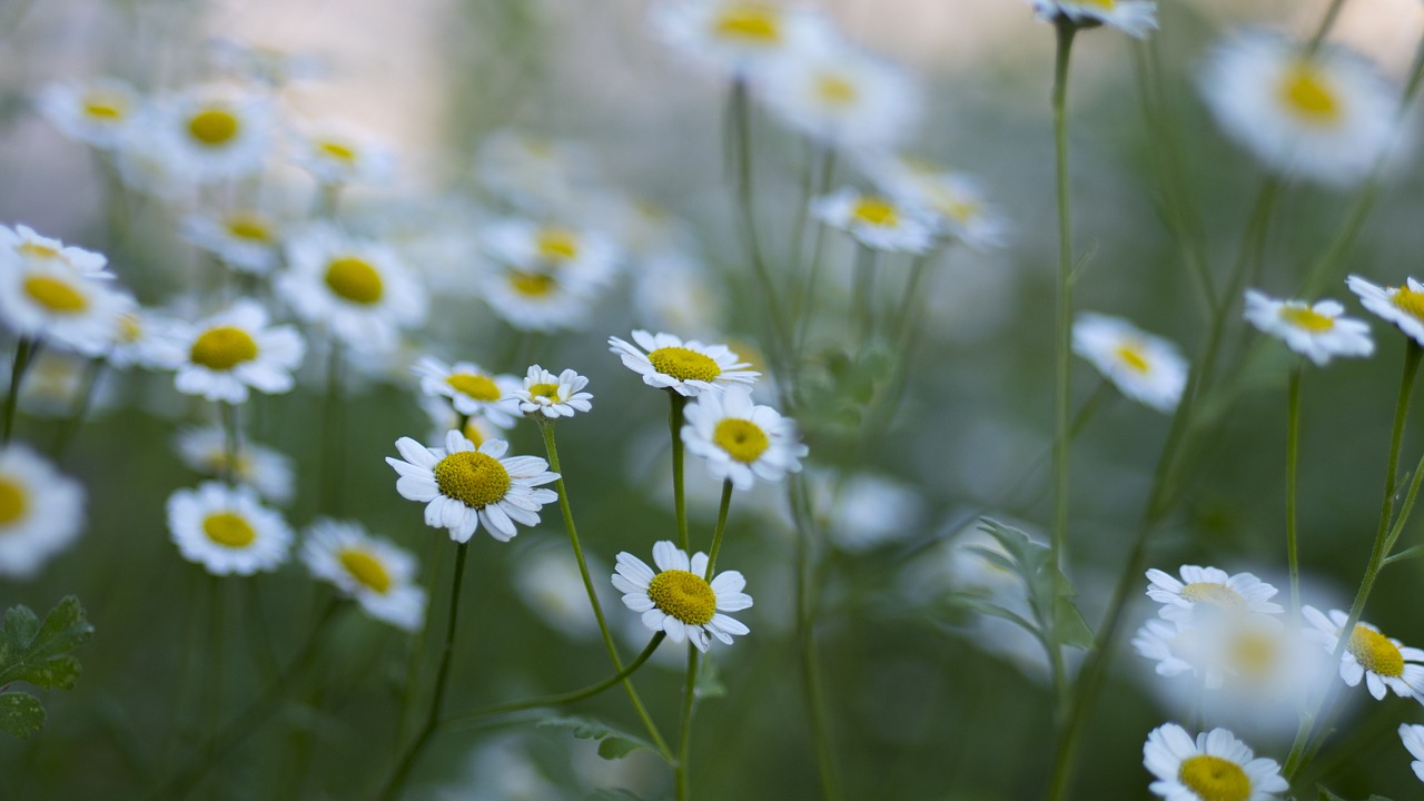 flowers nature blossoms free photo