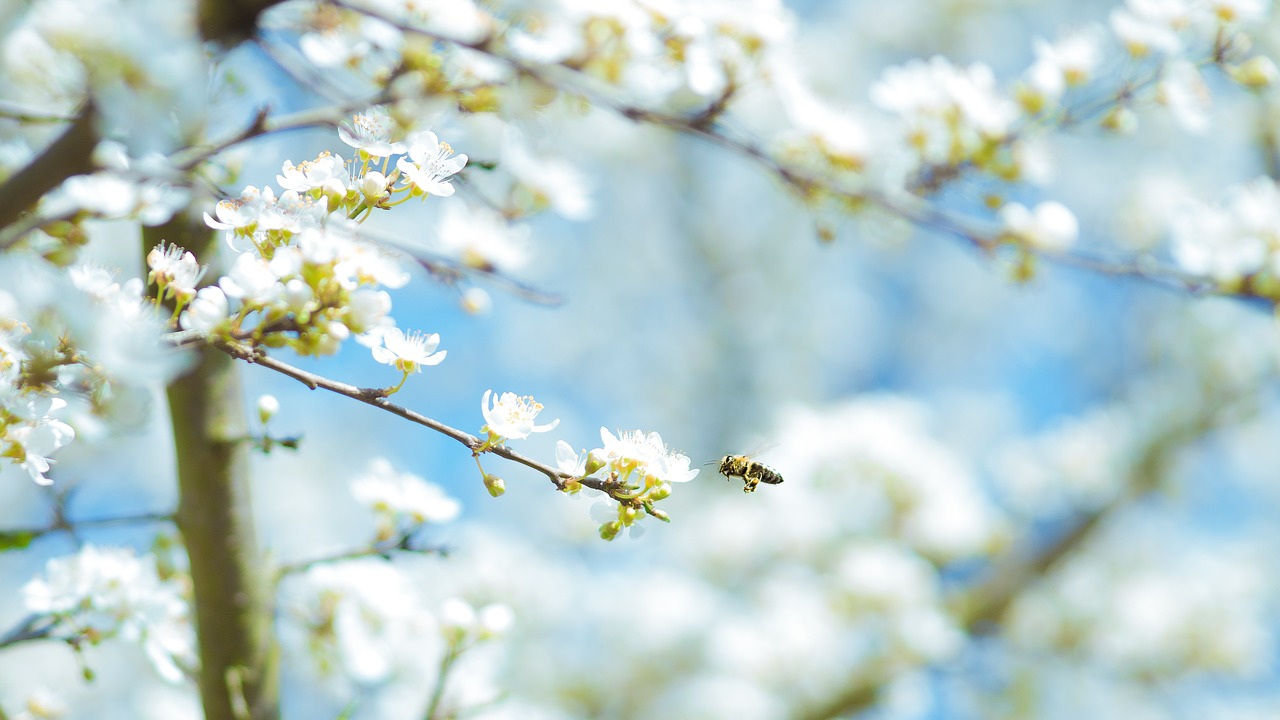 flowers nature blossoms free photo