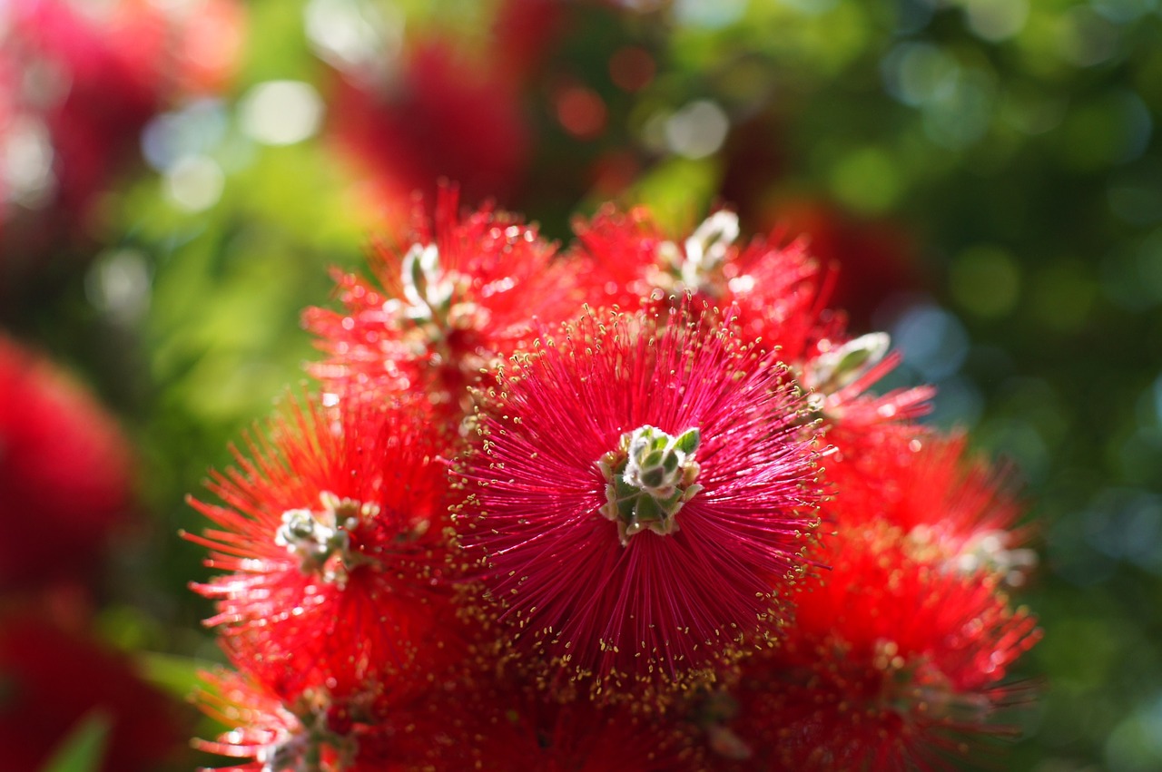 flowers flower japan free photo