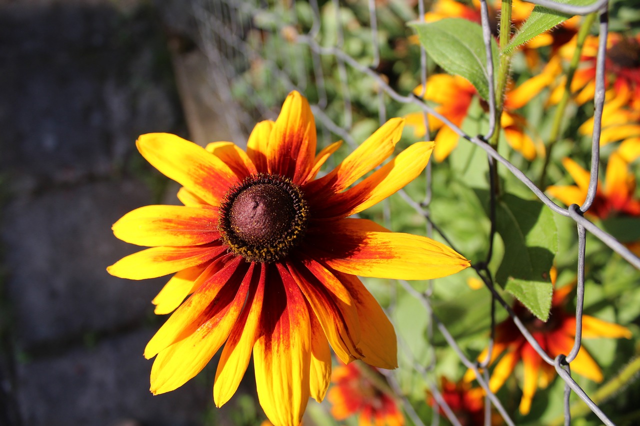 flowers garden summer free photo