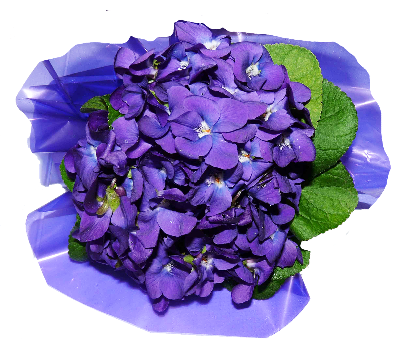 flowers violets perfume free photo