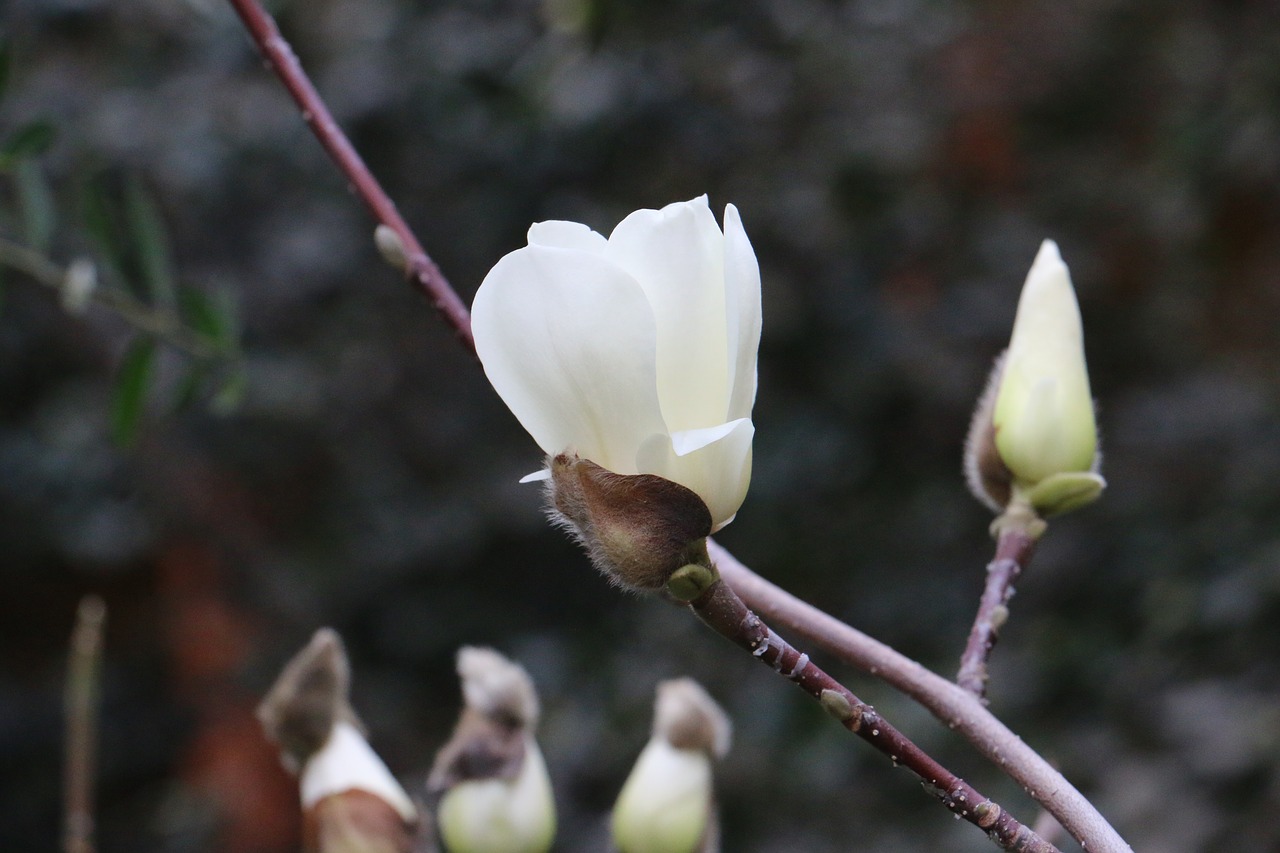 flowers white white flower free photo