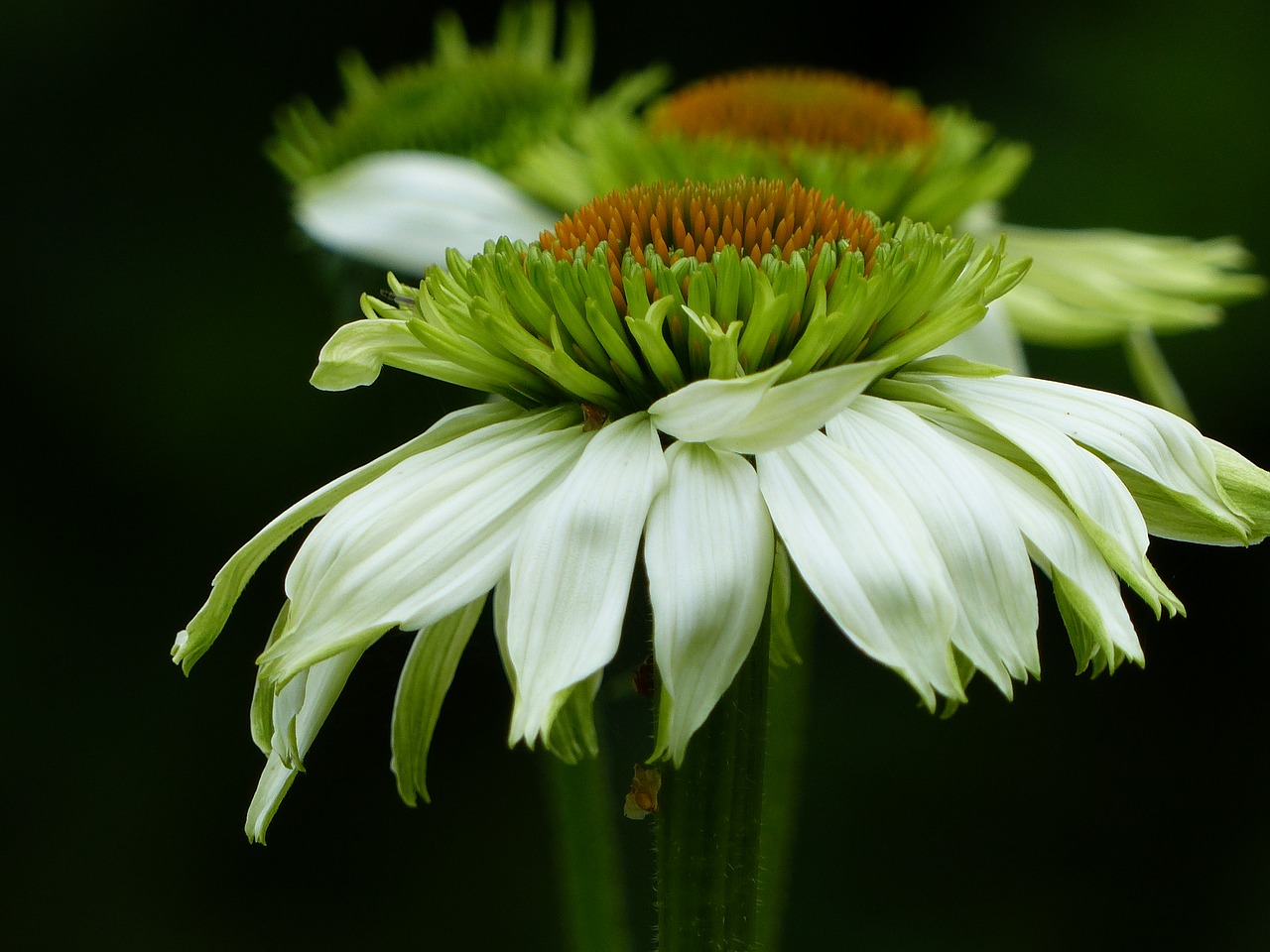 flowers colors summer free photo