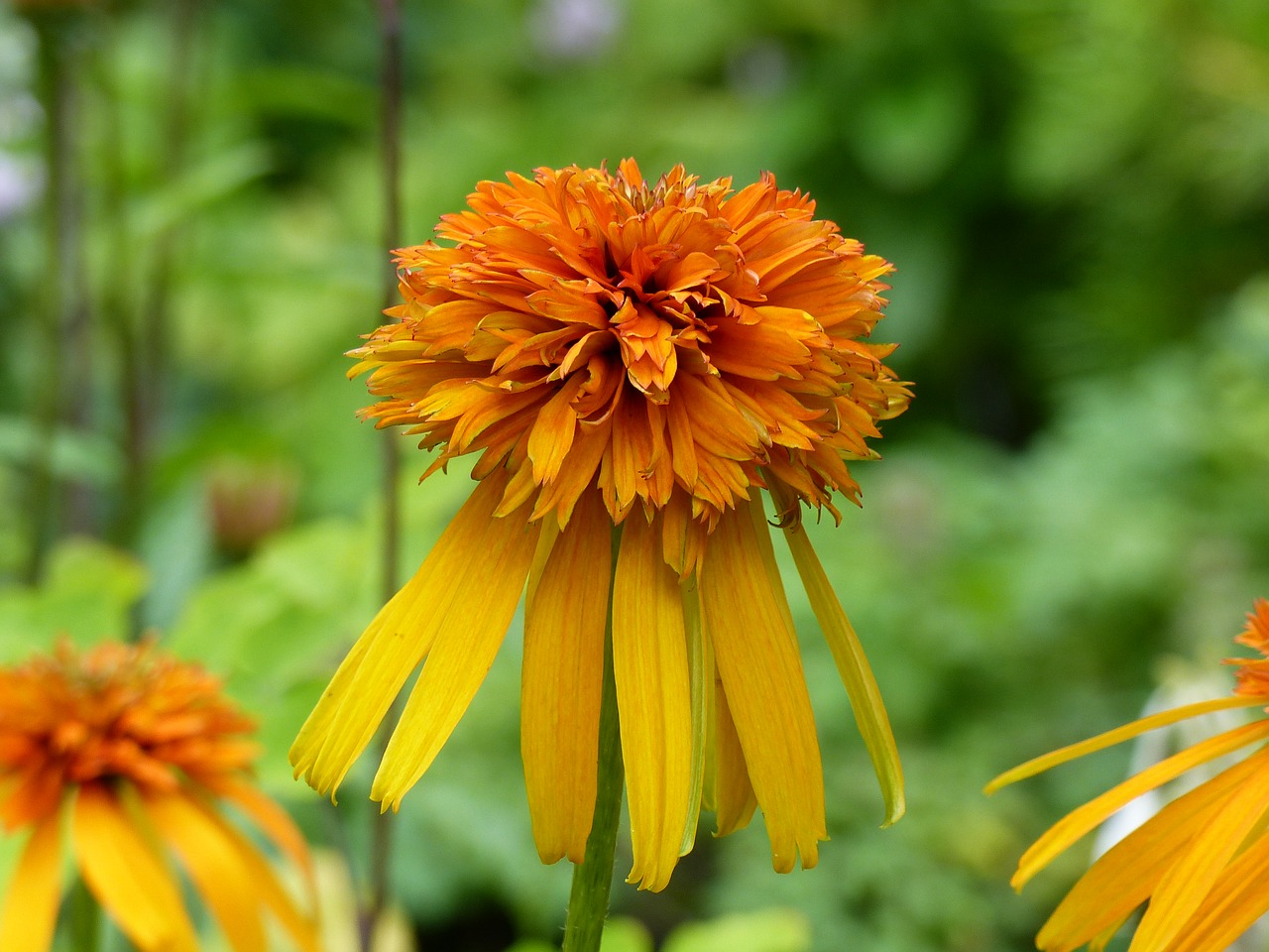 flowers orange yellow free photo