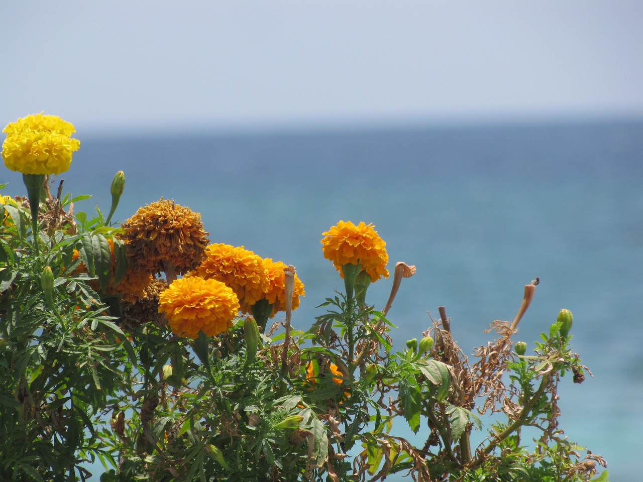 flowers yellow flower free photo