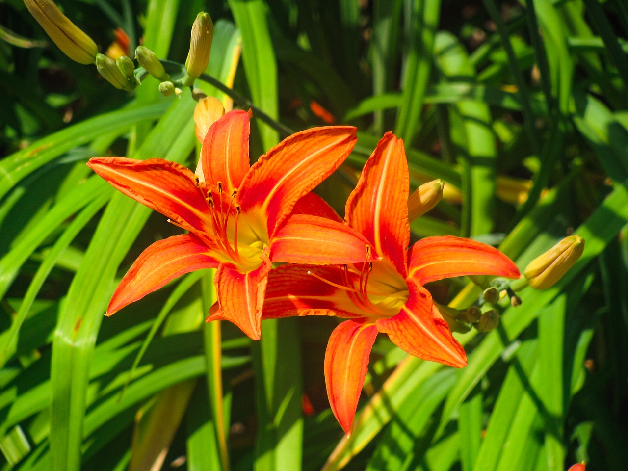 flowers garden plants free photo