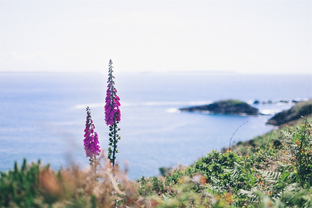 flowers plants ocean free photo