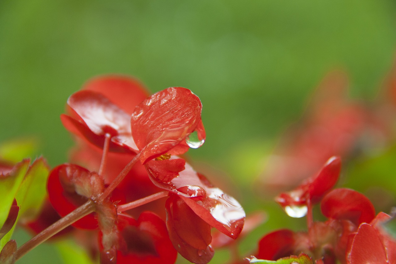 flowers green flower free photo