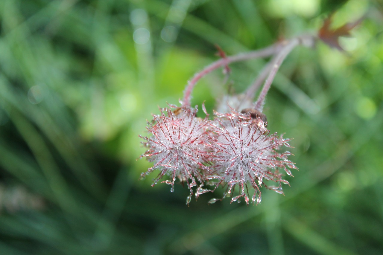 flowers drops rain free photo