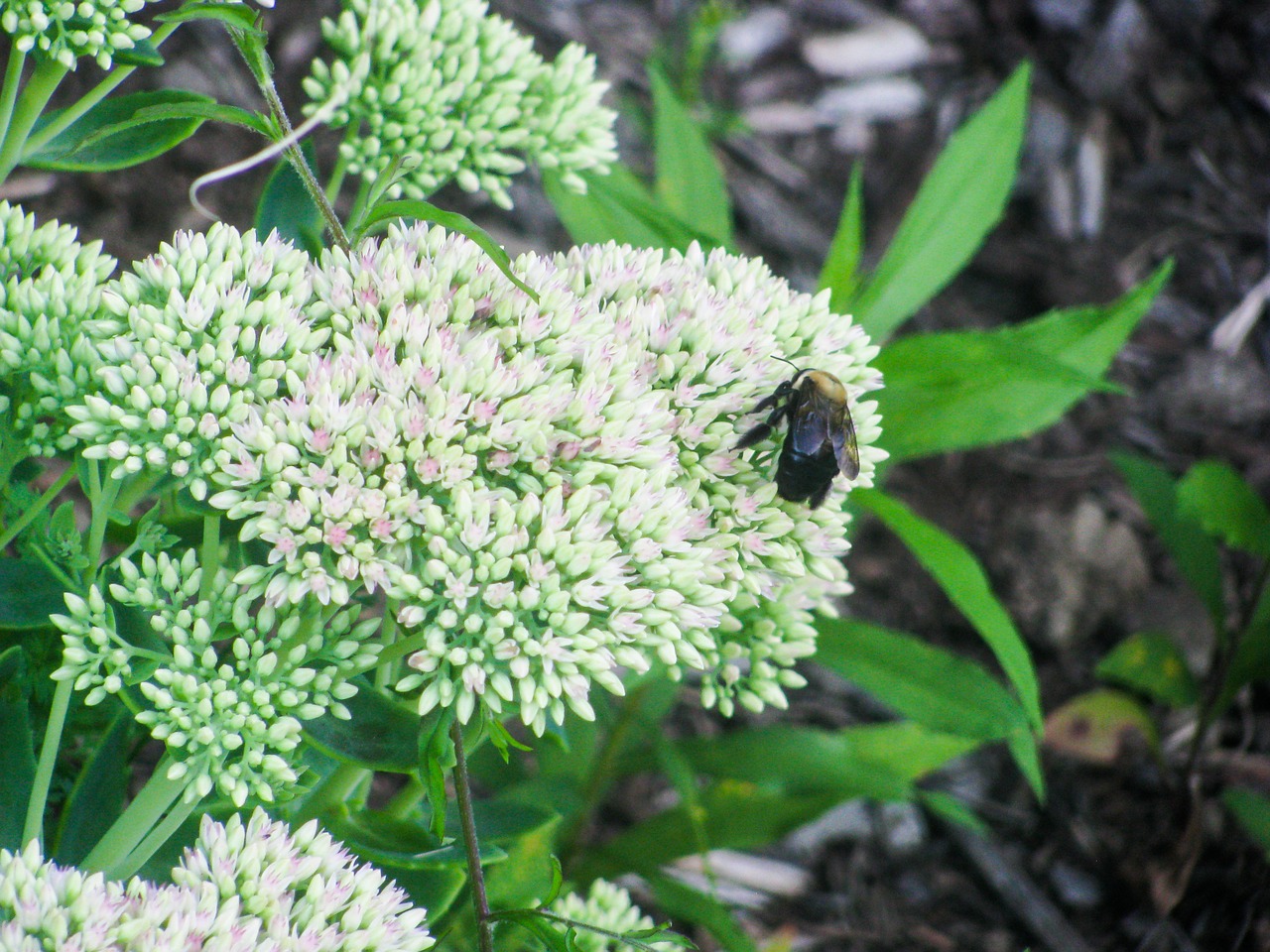 flowers plants garden free photo