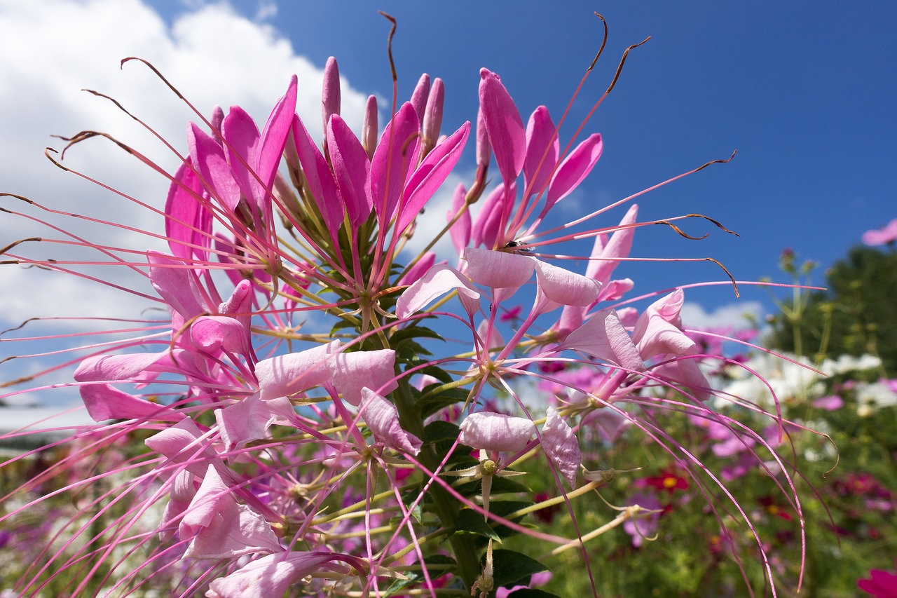 flowers flower bed blossom free photo