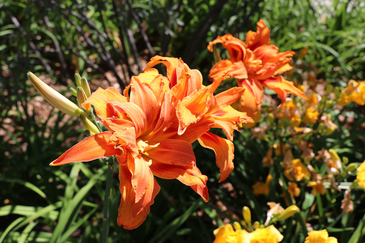 flowers orange orange blossom free photo