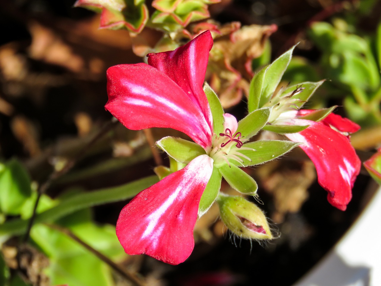 flowers plants pot free photo