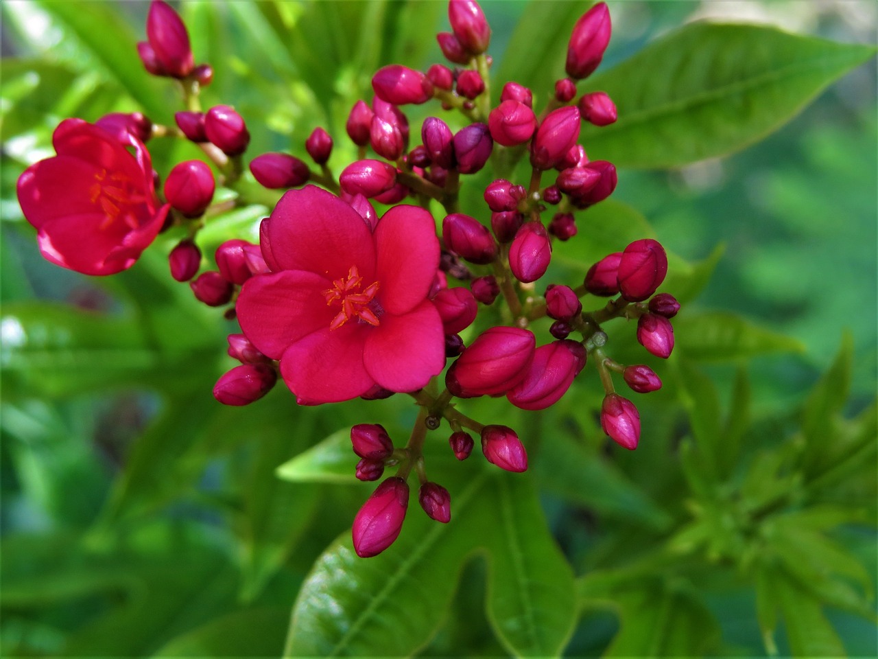 flowers red green free photo