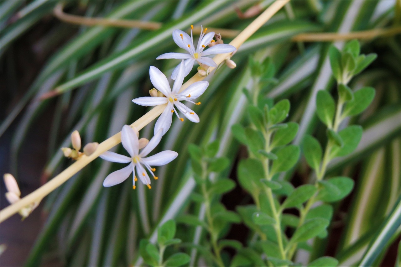 flowers white garden free photo