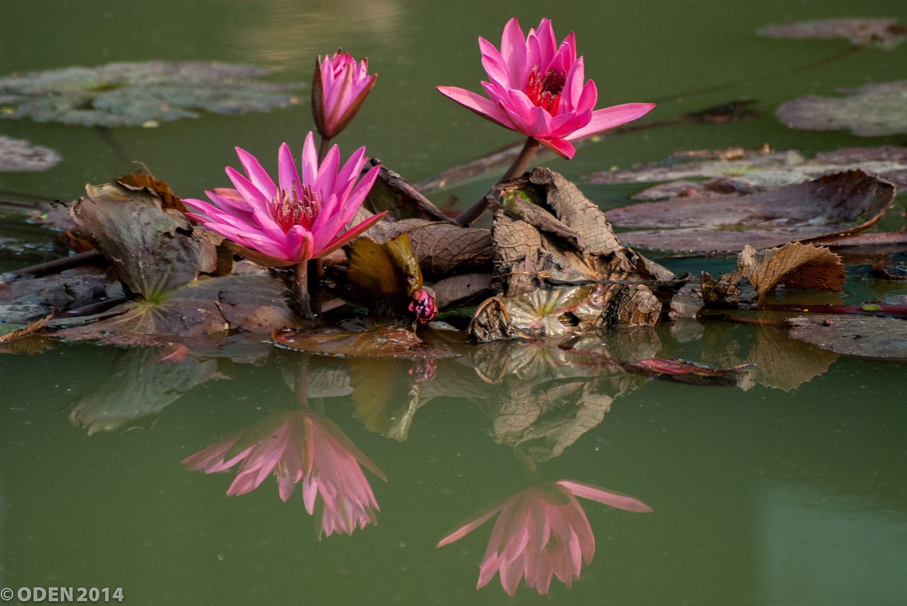 flowers purple water lily free photo