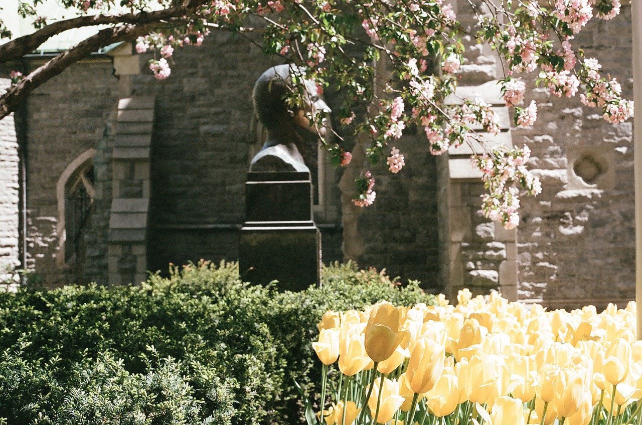 flowers garden yellow free photo