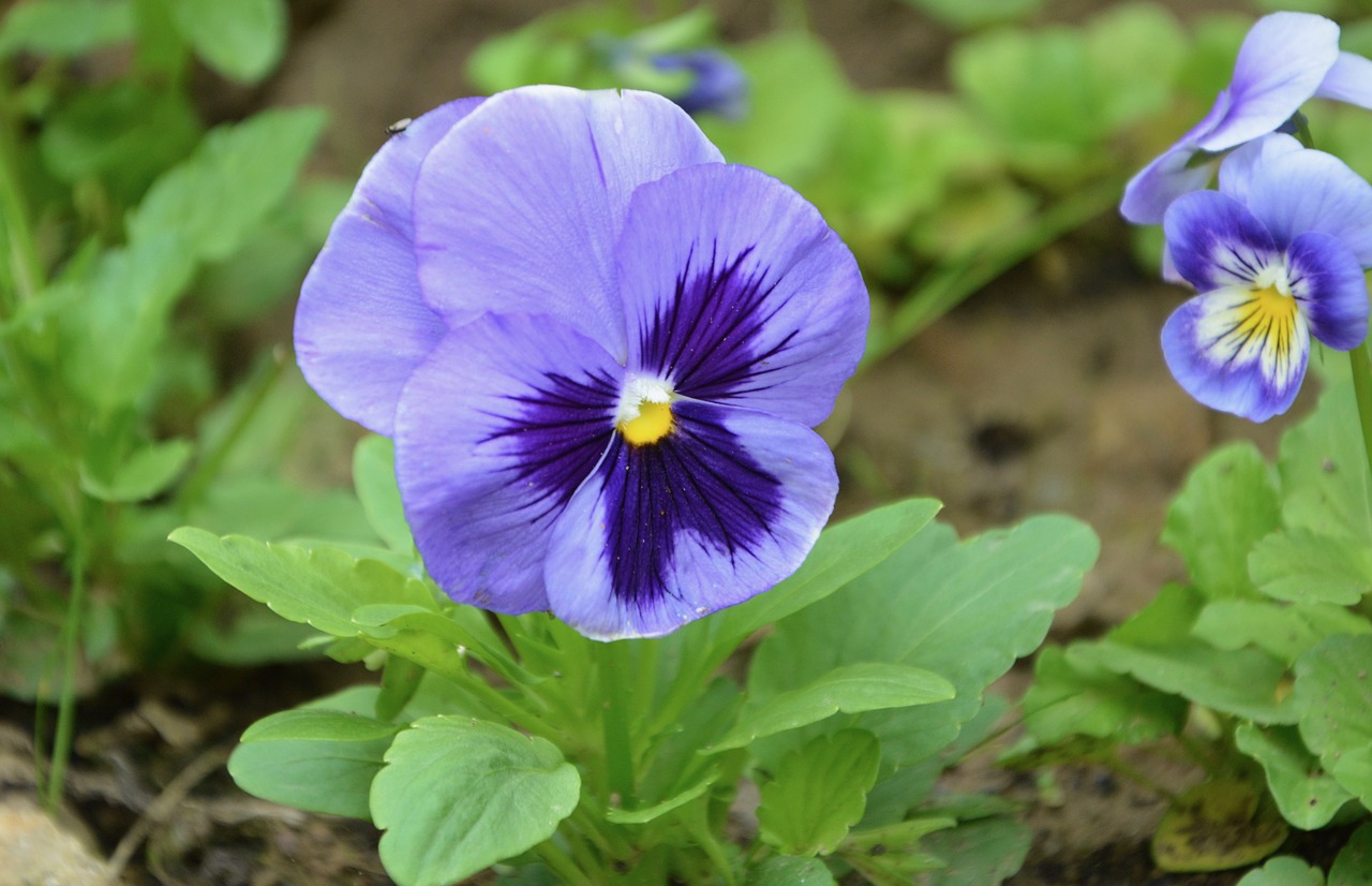 flowers thought blue violet garden free photo