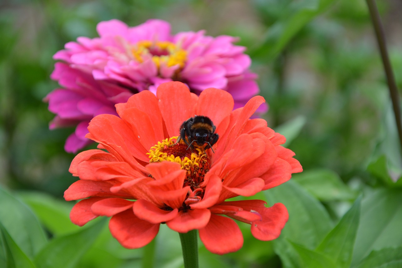 flowers red bourdon free photo