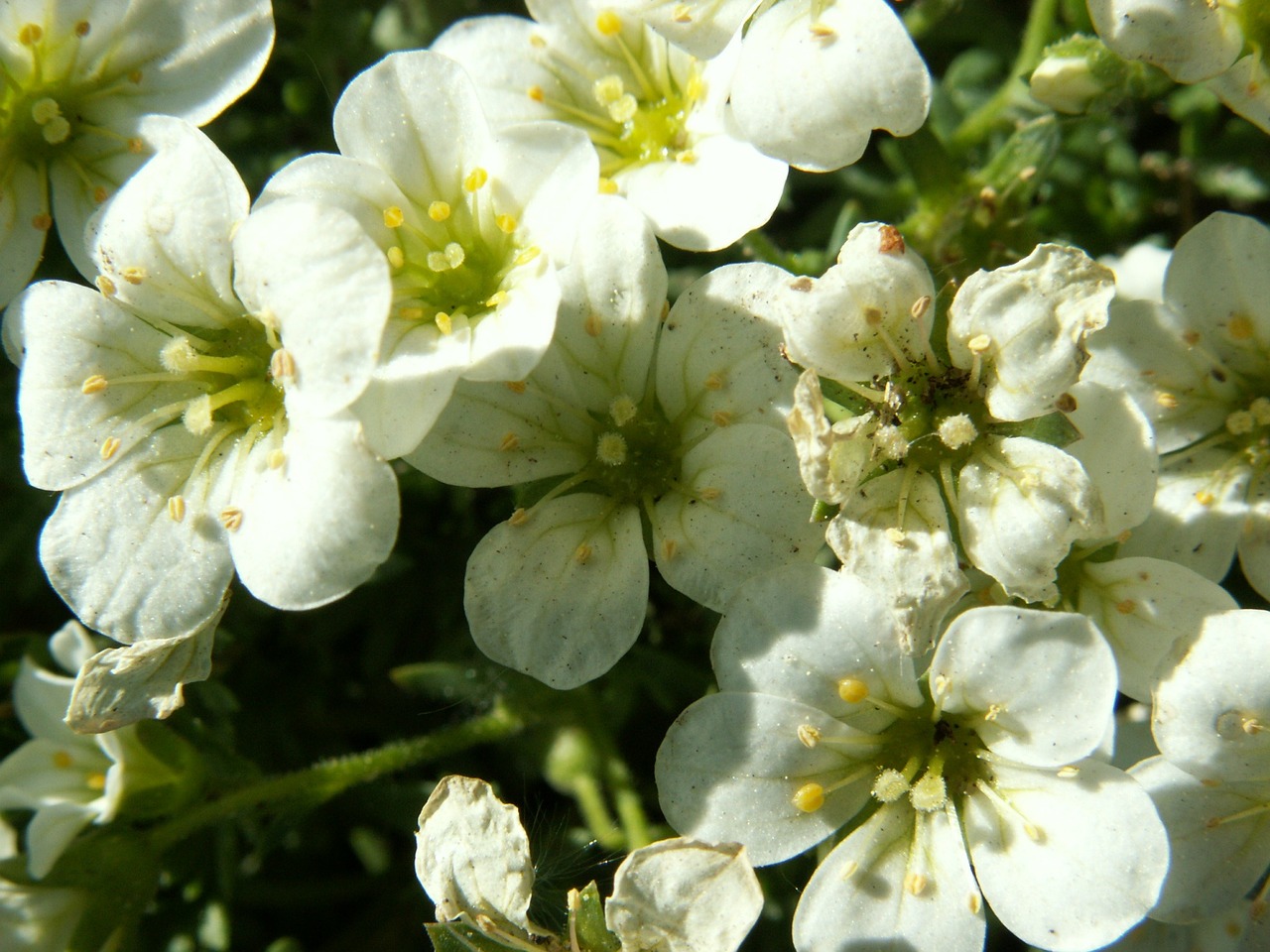 flowers apple flower apple free photo