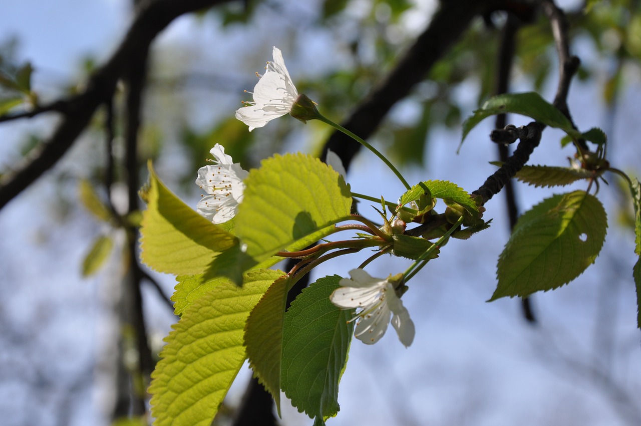 flowers tree spring free photo