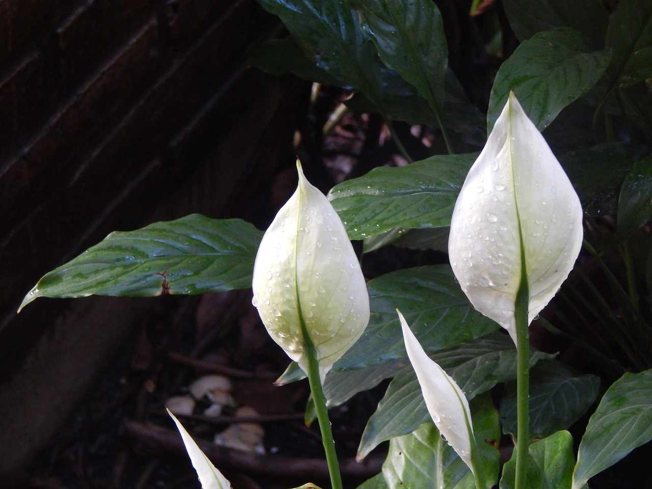 flowers white coves free photo