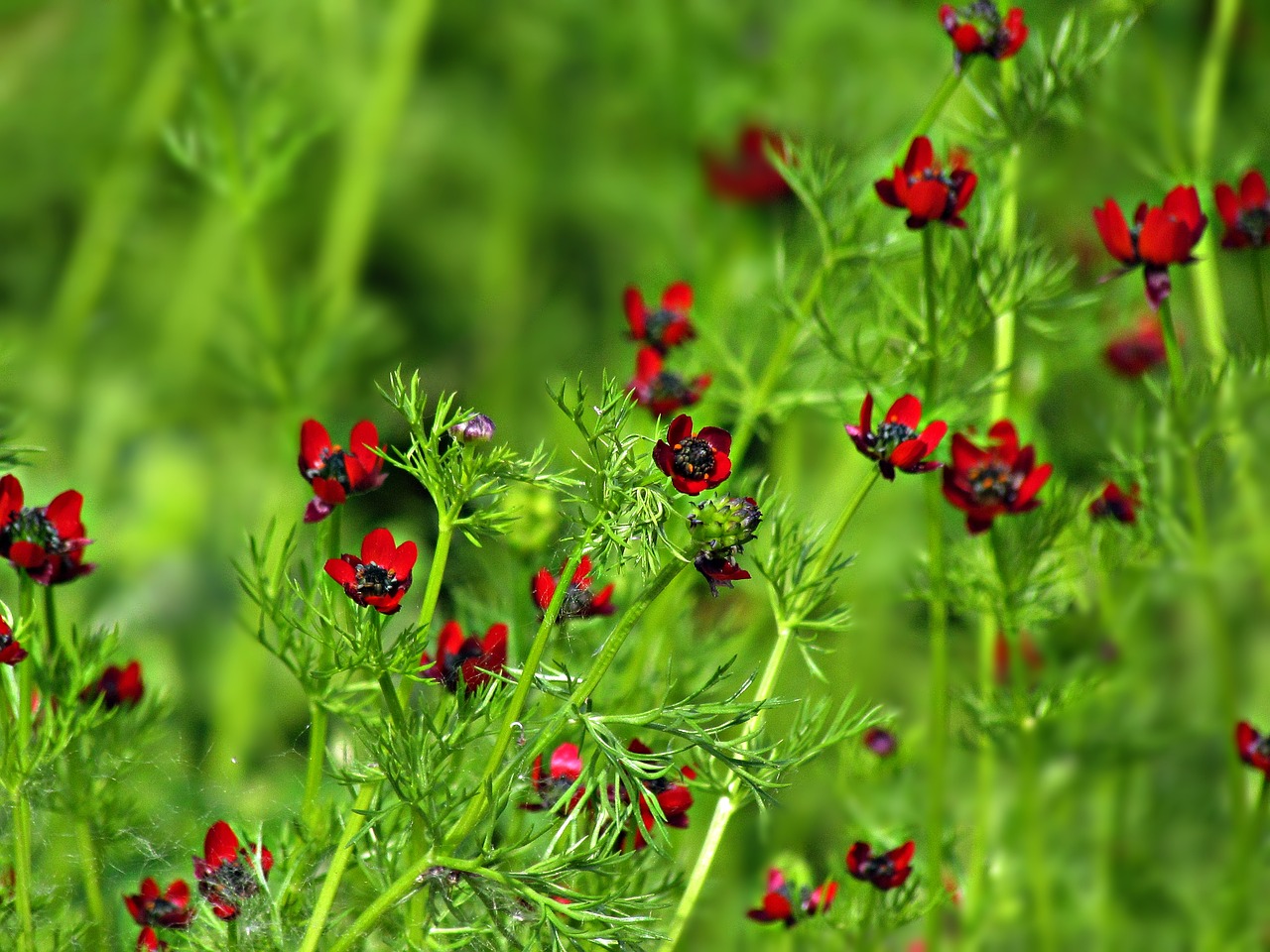 flowers garden green free photo